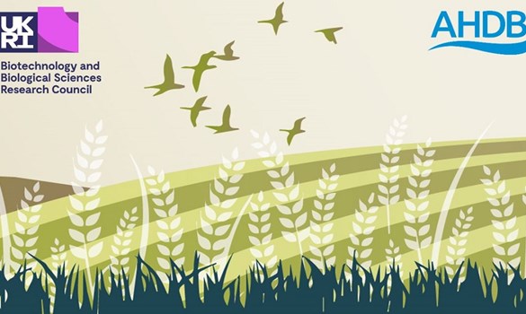 A drawing of an agricultural landscape with birds with BBSRC and AHDB logos